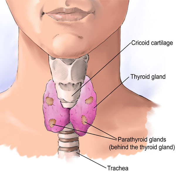 thyroidectomy anatomy